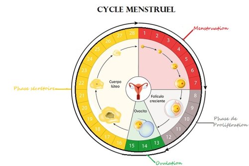 Cycle menstruel et fertilité 2